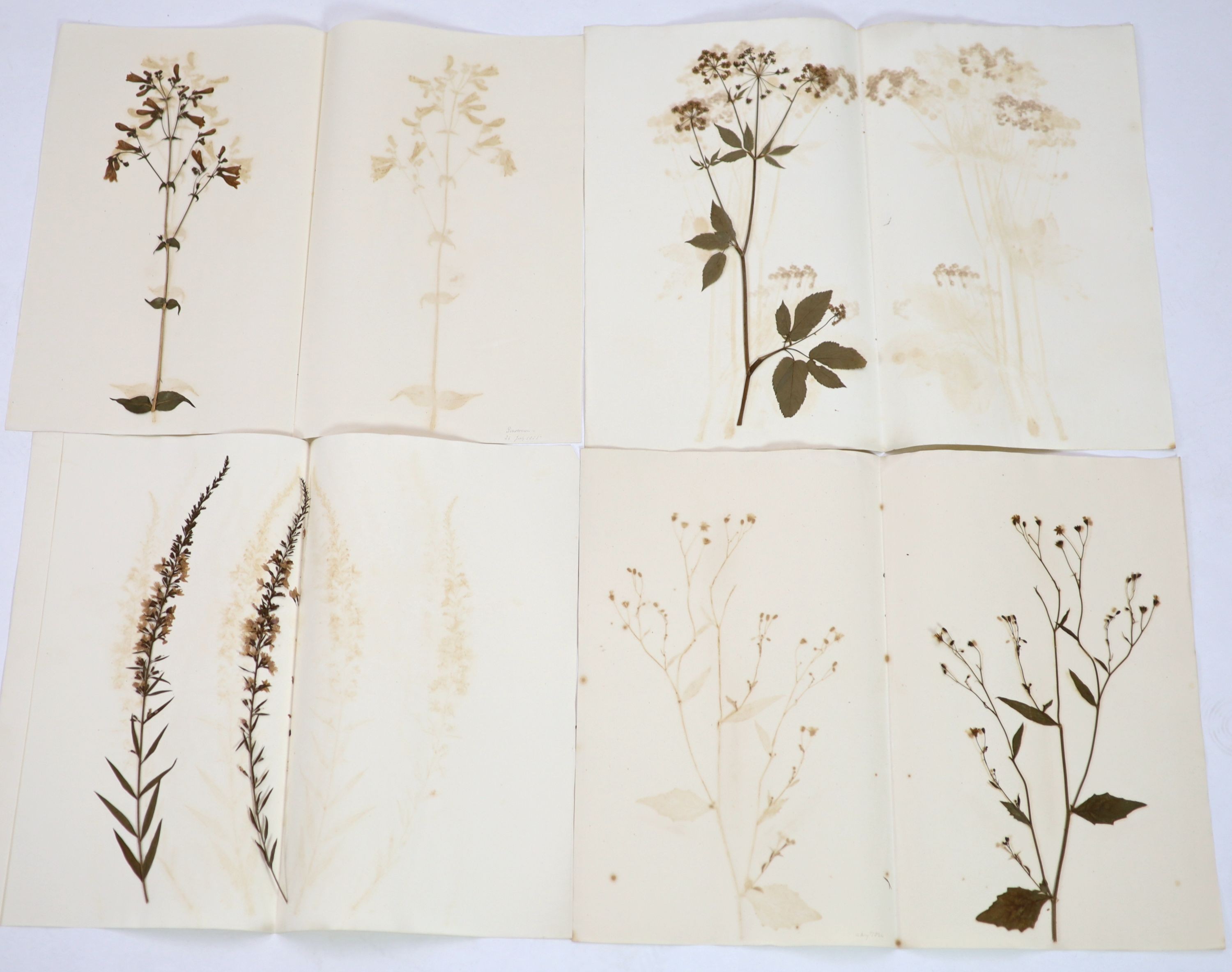 A folio of early 19th century dried botanical specimens on paper, Largest 47 cm X 28 cm (89 specimens)